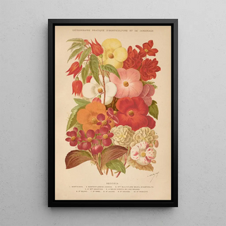 George Nicholson - Dictionnaire pratique dhorticulture Pl07.webp