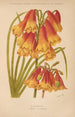 Dictionnaire pratique d'horticulture Pl08 - George Nicholson — weergave van het kunstwerk