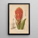 Dictionnaire pratique d'horticulture Pl10 - George Nicholson | Reproduction — ingelijst kunstwerk aan de muur