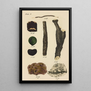 George Sampson Valentine Wills - A Manual of Vegetable Materia Medica Pl02.webp