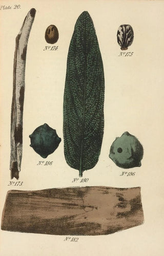 George Sampson Valentine Wills - A Manual of Vegetable Materia Medica Pl09.webp