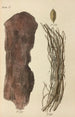 A botanical materia medica manual Pl11 - George Sampson Valentine Wills — artwork view