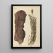 A botanical materia medica manual Pl11 - George Sampson Valentine Wills — framed artwork on a wall