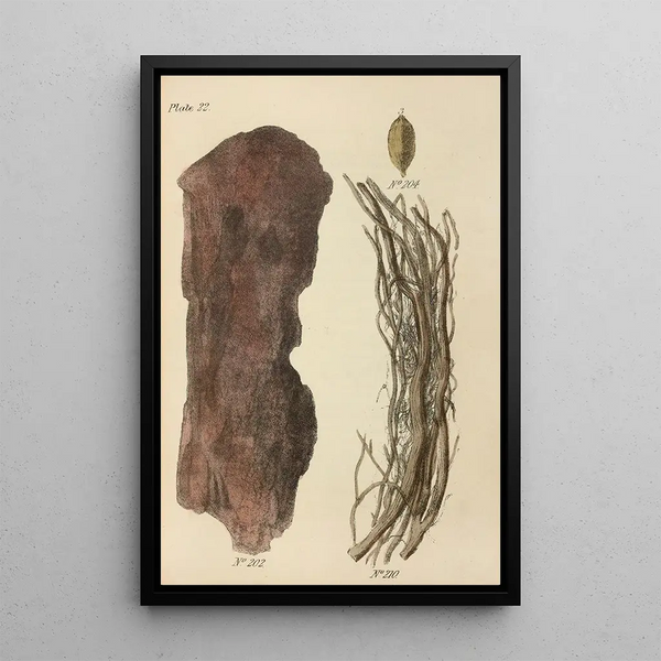 George Sampson Valentine Wills - A Manual of Vegetable Materia Medica Pl11.webp