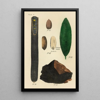 George Sampson Valentine Wills - A Manual of Vegetable Materia Medica Pl23.webp