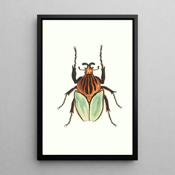 George Shaw - Cacique Beetle.webp