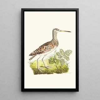 George Shaw - Chinese Snipe.webp