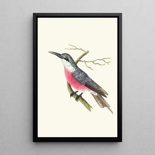 George Shaw - Malimbic BeeEater.webp