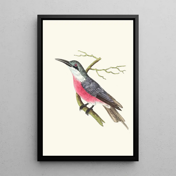George Shaw - Malimbic BeeEater.webp
