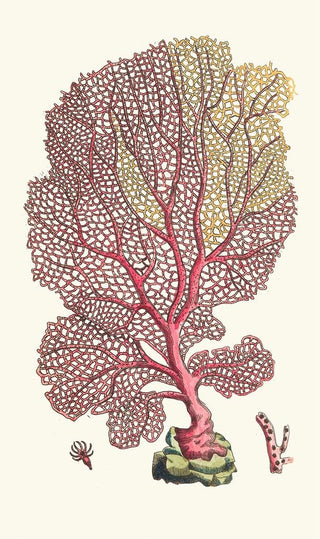 George Shaw - THE FAN GORGONIA.webp