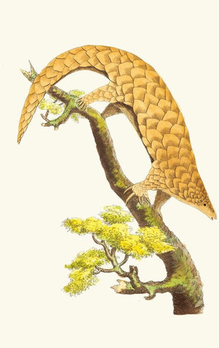 George Shaw - THE FIVETOED MANIS.webp