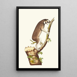 George Shaw - THE SLOW PACED LEMUR.webp