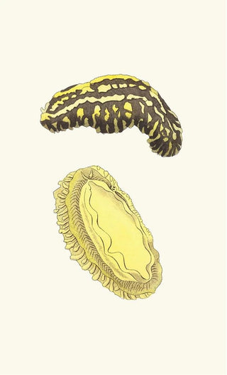 George Shaw - Trilineated Phyllidia.webp