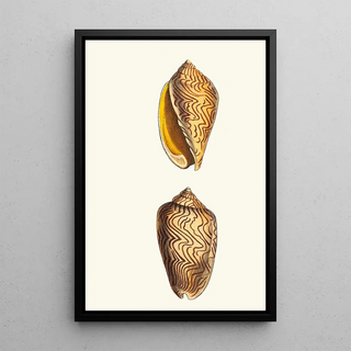 George Shaw - Undulated Volute.webp