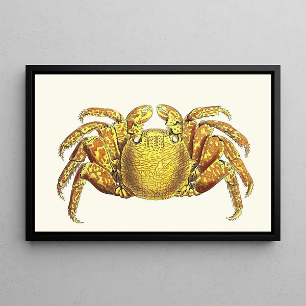 George Shaw - Variegated Crab.webp