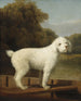 van een witte poedel in een hoek - George Stubbs — weergave van het kunstwerk