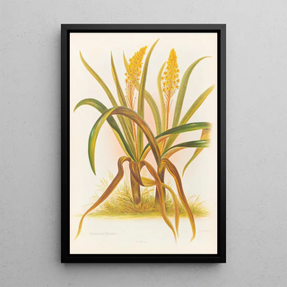 Georgina Burne Hetley - Anthericum Hookeri.webp