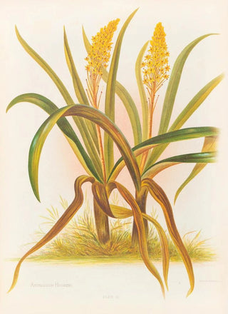 Georgina Burne Hetley - Anthericum Hookeri.webp