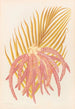 Areca Sapida - Georgina Burne Hetley — artwork view