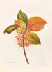 Aristotelia Racemosa - Georgina Burne Hetley — artwork view