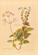 Calceolaria Sinclairii - Georgina Burne Hetley | Painting — artwork view