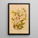 Clematis indivisa - Georgina Burne Hetley — framed artwork on a wall