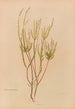 Epacris microphylla - Georgina Burne Hetley — artwork view