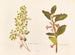 Fuchsia procumbens - Georgina Burne Hetley — artwork view