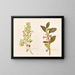 Fuchsia procumbens - Georgina Burne Hetley — framed artwork on a wall