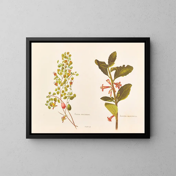 Fuchsia procumbens - Georgina Burne Hetley — ingelijst kunstwerk aan de muur