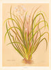 Libertia exioides - Georgina Burne Hetley — artwork view