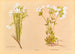Linum monogynum - Georgina Burne Hetley — artwork view