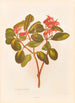 Loranthus colensoi - Georgina Burne Hetley — artwork view