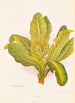 Meryta sinclairii - Georgina Burne Hetley — artwork view