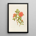 Meterosideros florida - Georgina Burne Hetley — framed artwork on a wall