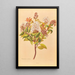 Metrosideros albiflora - Georgina Burne Hetley — framed artwork on a wall