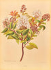 Metrosideros albiflora - Georgina Burne Hetley — artwork view