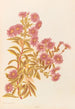 Olearia semidentata - Georgina Burne Hetley — artwork view