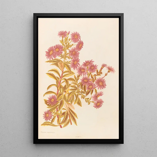 Georgina Burne Hetley - Olearia Semidentata.webp