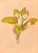 Oleria insignis - Georgina Burne Hetley — artwork view