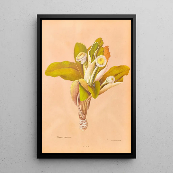 Georgina Burne Hetley - Oleria Insignis.webp