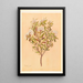 Phebalium nudum - Georgina Burne Hetley — framed artwork on a wall