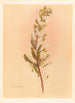 Pimelea prostrata - Georgina Burne Hetley — artwork view