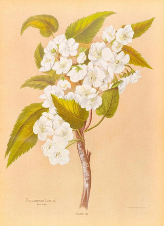 Georgina Burne Hetley - Plagianthus Lyallii.webp