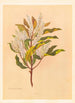 Quintinia serrata - Georgina Burne Hetley — artwork view