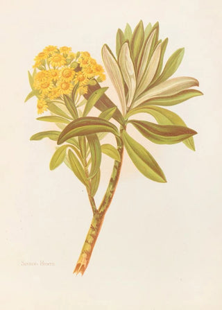 Georgina Burne Hetley - Senecio Huntii.webp