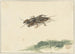 Insecte - Gerard Sanders — weergave van het kunstwerk