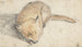 Slapende Vos - Gerard ter Borch — weergave van het kunstwerk