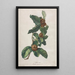 Medlar cultivated Mespilus germanica - Gerard van Spaendonck — framed artwork on a wall
