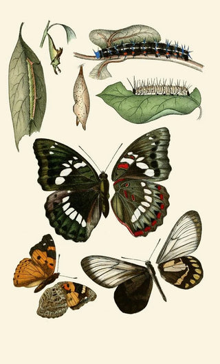 Gesellschaft Isis in Dresden - Deutsche entomologische Zeitschrift pl 1.webp